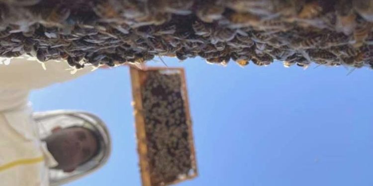 Yüksek sıcaklık bal üretimini düşürdü