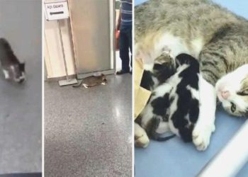 Anne kedi, ağzında taşıdığı yavrusunu acil servise getirdi