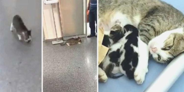 Anne kedi, ağzında taşıdığı yavrusunu acil servise getirdi