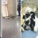 Anne kedi, ağzında taşıdığı yavrusunu acil servise getirdi