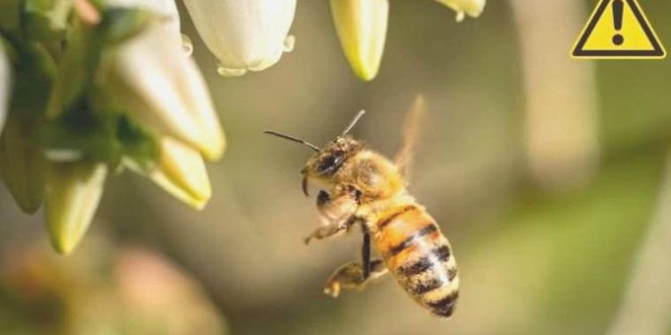 Arı sokması kabusunuz olabilir! Arı sokması öldürür mü?