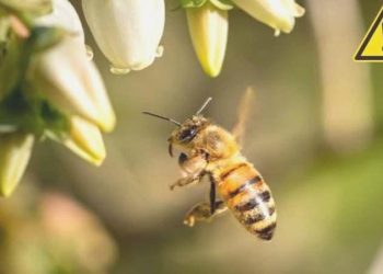 Arı sokması kabusunuz olabilir! Arı sokması öldürür mü?