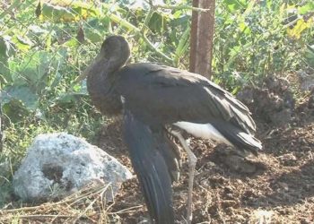 Arnavutköy’de yaralanan kara leyleğin göç seyahati yarıda kaldı