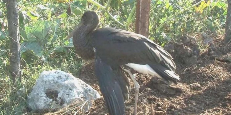 Arnavutköy’de yaralanan kara leyleğin göç seyahati yarıda kaldı