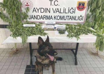 Aydın’da uyuşturucu operasyonu: 27 tutuklama