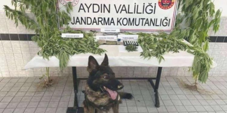 Aydın’da uyuşturucu operasyonu: 27 tutuklama