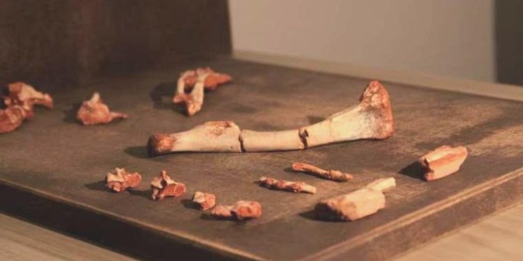 Brezilya’da 230 milyon yıl evvel yaşamış bir sürüngen keşfedildi