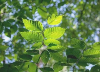 Bu bitkinin yaprağı meyvesinden daha yararlı! Sütten 25 kat fazla kalsiyum içeriyor!