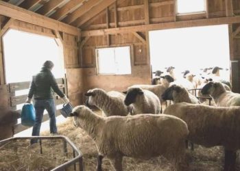 Bulgaristan’da ‘Çoban Akademisi’ birinci mezunlarını verdi