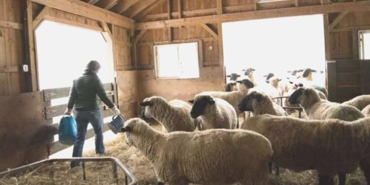 Bulgaristan’da ‘Çoban Akademisi’ birinci mezunlarını verdi