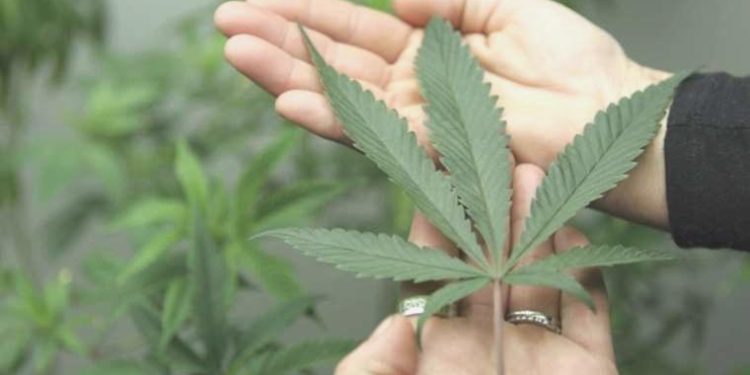 Cümbüş hedefli esrar kullanımı için birinci adım