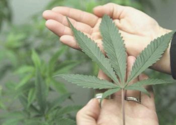 Cümbüş hedefli esrar kullanımı için birinci adım