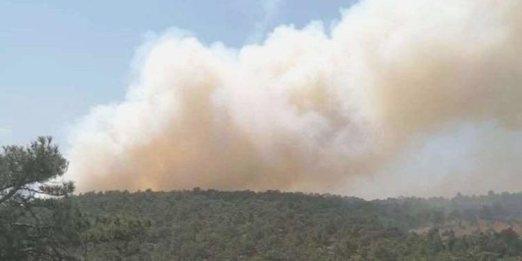 Denizli’de orman yangını!
