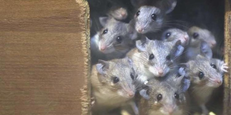 Erkek fare beyninde cinsel davranışı düzenleyen bir nöron sistemi keşfedildi