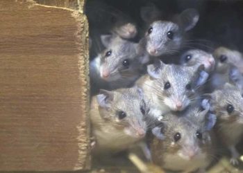 Erkek fare beyninde cinsel davranışı düzenleyen bir nöron sistemi keşfedildi