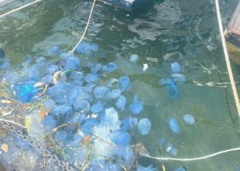 Foça kıyılarında denizanası yoğunluğu: Plajlar boş kaldı