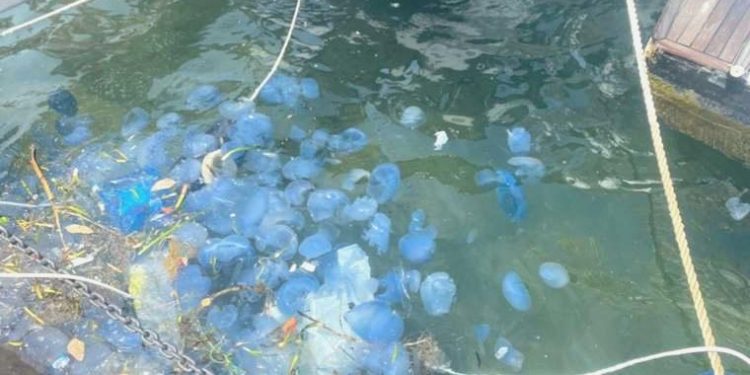 Foça kıyılarında denizanası yoğunluğu: Plajlar boş kaldı