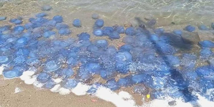 Foça kıyılarında ‘mavi denizanası’ tedirginliği