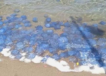 Foça kıyılarında ‘mavi denizanası’ tedirginliği