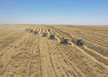 Global besin güvenliği tehlikede: Ukrayna’nın tarım eseri ihracatında sert düşüş