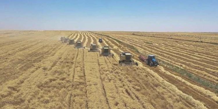 Global besin güvenliği tehlikede: Ukrayna’nın tarım eseri ihracatında sert düşüş