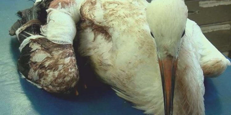 İstanbul’da göç seyahatindeki leylek ‘silahla’ vuruldu: Durumu kritik