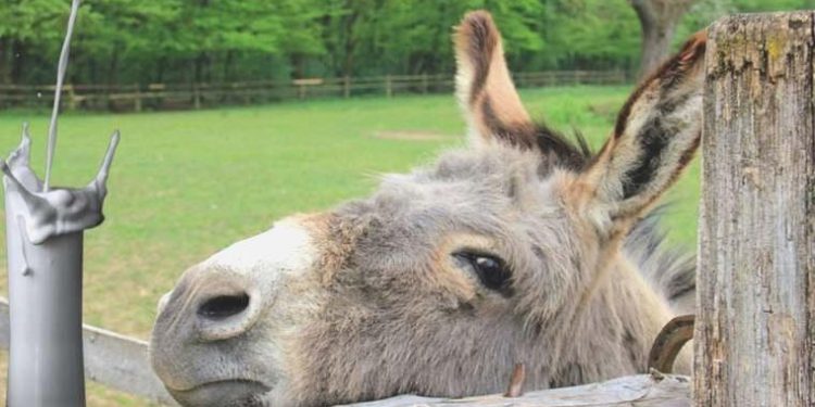 Kanser önleyici eşek sütü hakkında her şey!