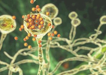 Kara mantar diyabetlileri etkileyebilir