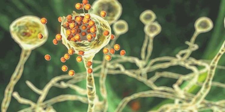 Kara mantar diyabetlileri etkileyebilir