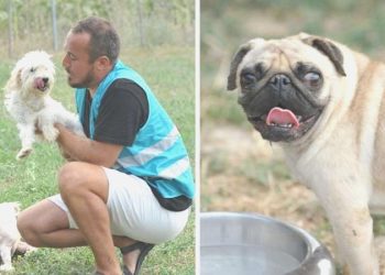 ‘Merdivenaltı üretilip’ sokağa terk edildiler… Artık yeni yuvalarını bekliyorlar