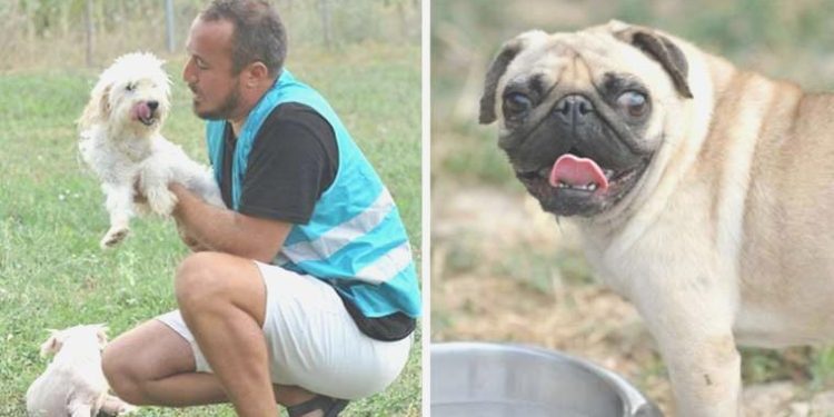 ‘Merdivenaltı üretilip’ sokağa terk edildiler… Artık yeni yuvalarını bekliyorlar