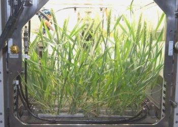 NASA’nın akabinde Türk bilim insanları uzayda bitki yetiştirecek