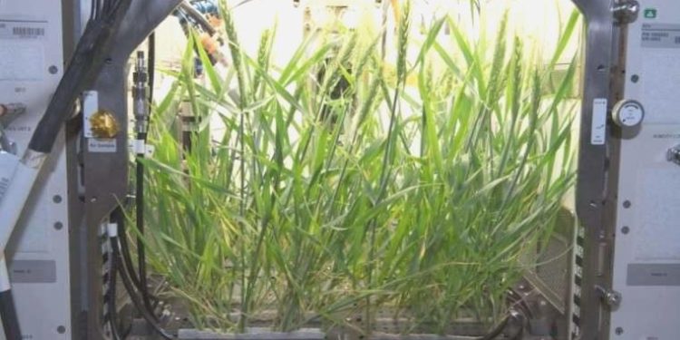 NASA’nın akabinde Türk bilim insanları uzayda bitki yetiştirecek