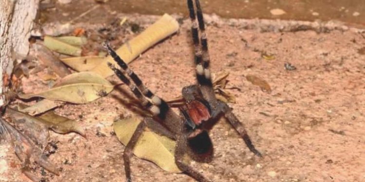 Örümceğin zehrindeki bir husus, ağrı kesici olarak kullanılabilir