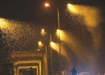 Sakarya’da milyonlarca kelebeğin ‘ölüm dansı’