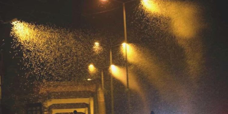 Sakarya’da milyonlarca kelebeğin ‘ölüm dansı’