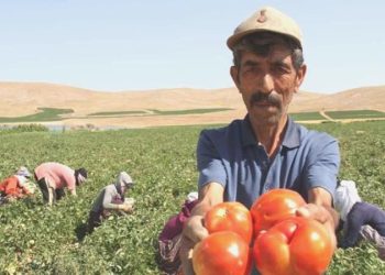 Tarla sahibi isyan etti, yurttaşa seslendi: ‘Gelin tarladan 4 liraya alın’