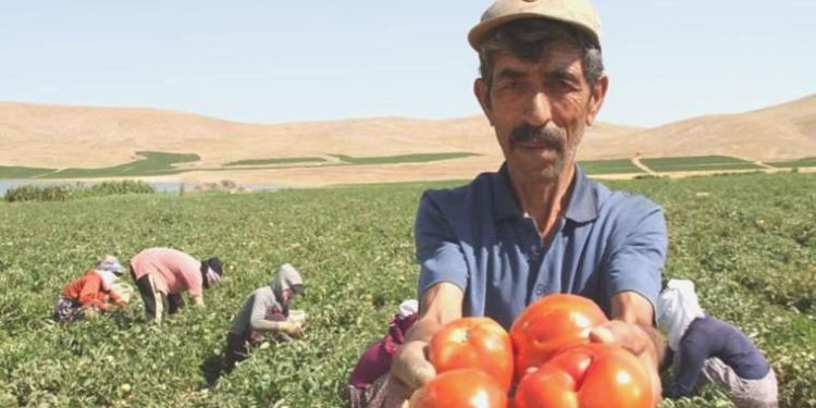 Tarla sahibi isyan etti, yurttaşa seslendi: ‘Gelin tarladan 4 liraya alın’