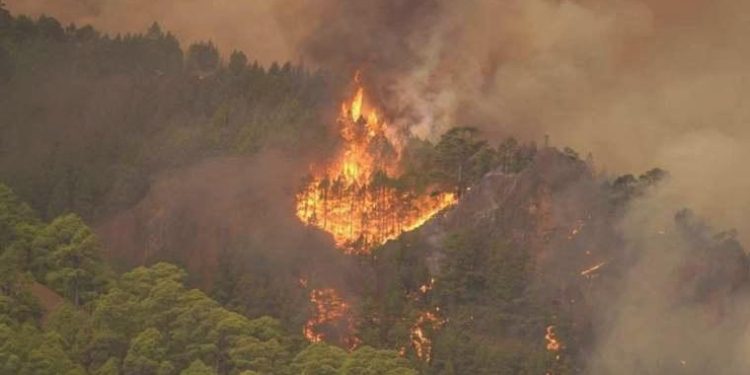 Tenerife Adası yanıyor: Binlerce hektarlık alan küle döndü