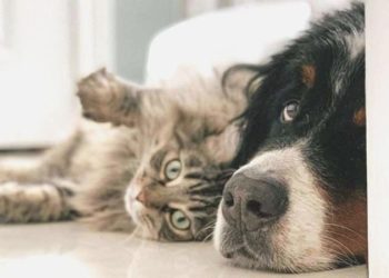 Türkiye’de vegan mama satışı başladı