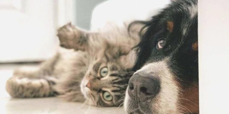 Türkiye’de vegan mama satışı başladı