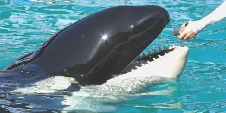 Yıllarca esaret altında akvaryumda tutulan ‘Lolita’ öldü