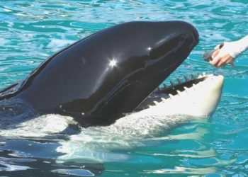 Yıllarca esaret altında akvaryumda tutulan ‘Lolita’ öldü