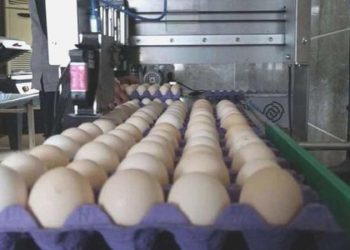 Yumurta viyolü üretimi yapan firmalara soruşturma