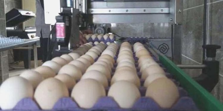 Yumurta viyolü üretimi yapan firmalara soruşturma