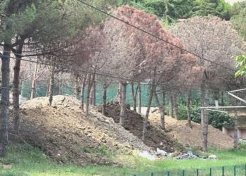 Yüzlerce ağaç kurutuldu