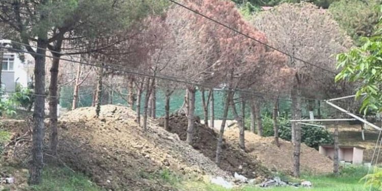 Yüzlerce ağaç kurutuldu