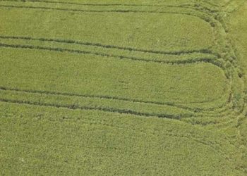 Ziraat Odası Lideri: ‘Çeltikte kasvet yaşayacağız’