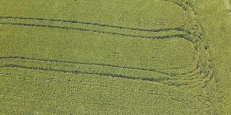 Ziraat Odası Lideri: ‘Çeltikte kasvet yaşayacağız’