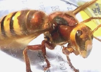 ABD’de Asya dev eşek arısı alarmı: Ülkede birinci defa görüldü